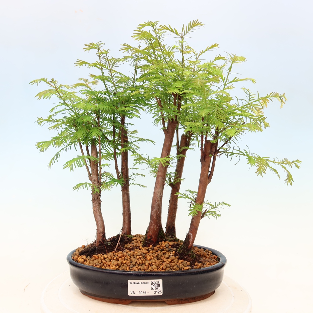 Vonkajší bonsai – Metasequoia glyptostroboides – čínska metasekvoja – hájik