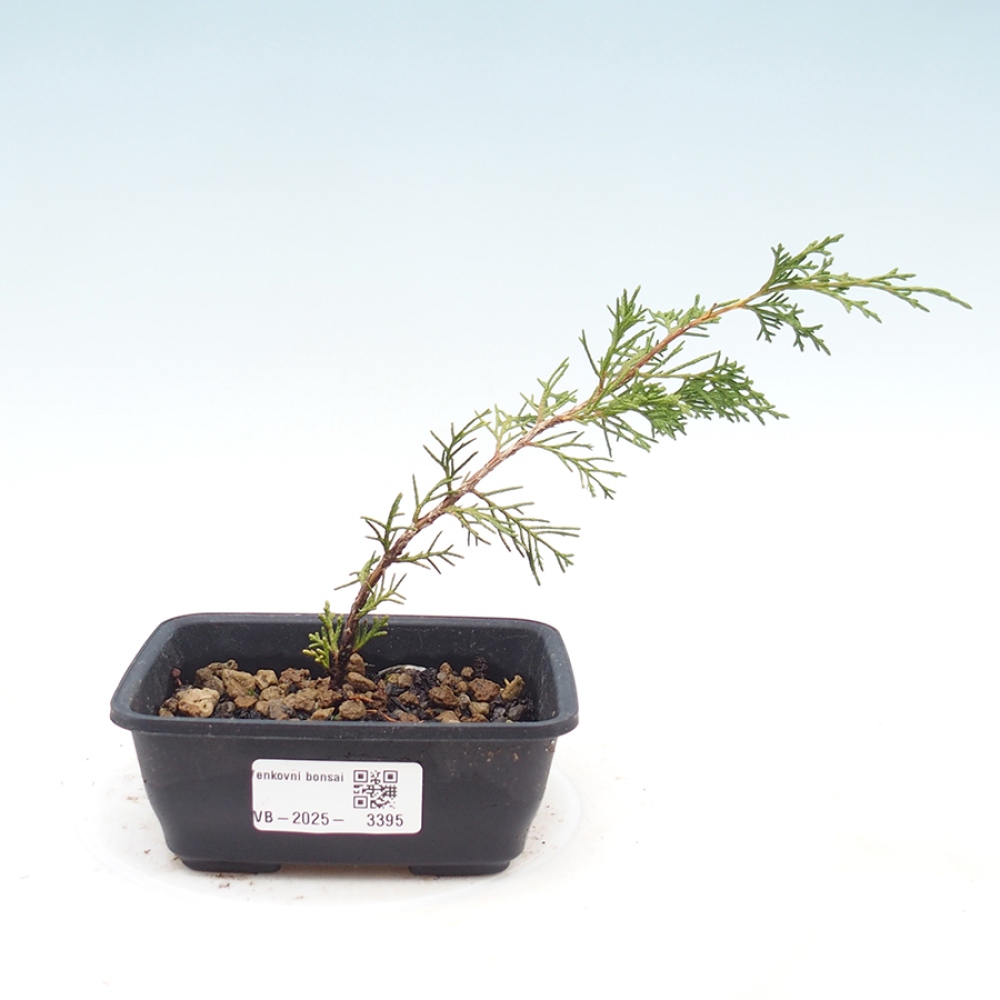 Vonkajší bonsaj - Juniperus chinensis Itoigawa