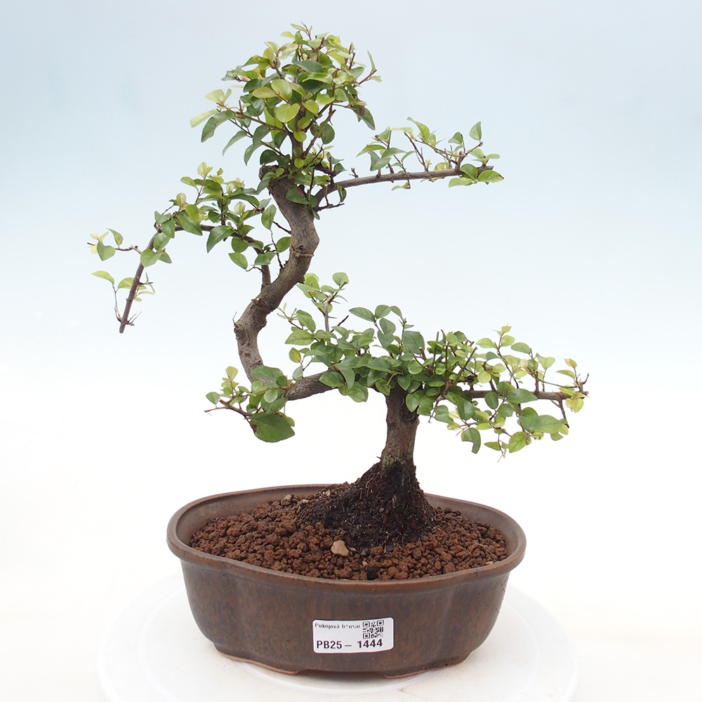 Izbová bonsai - Sagerécia thea - Sagerécia thea