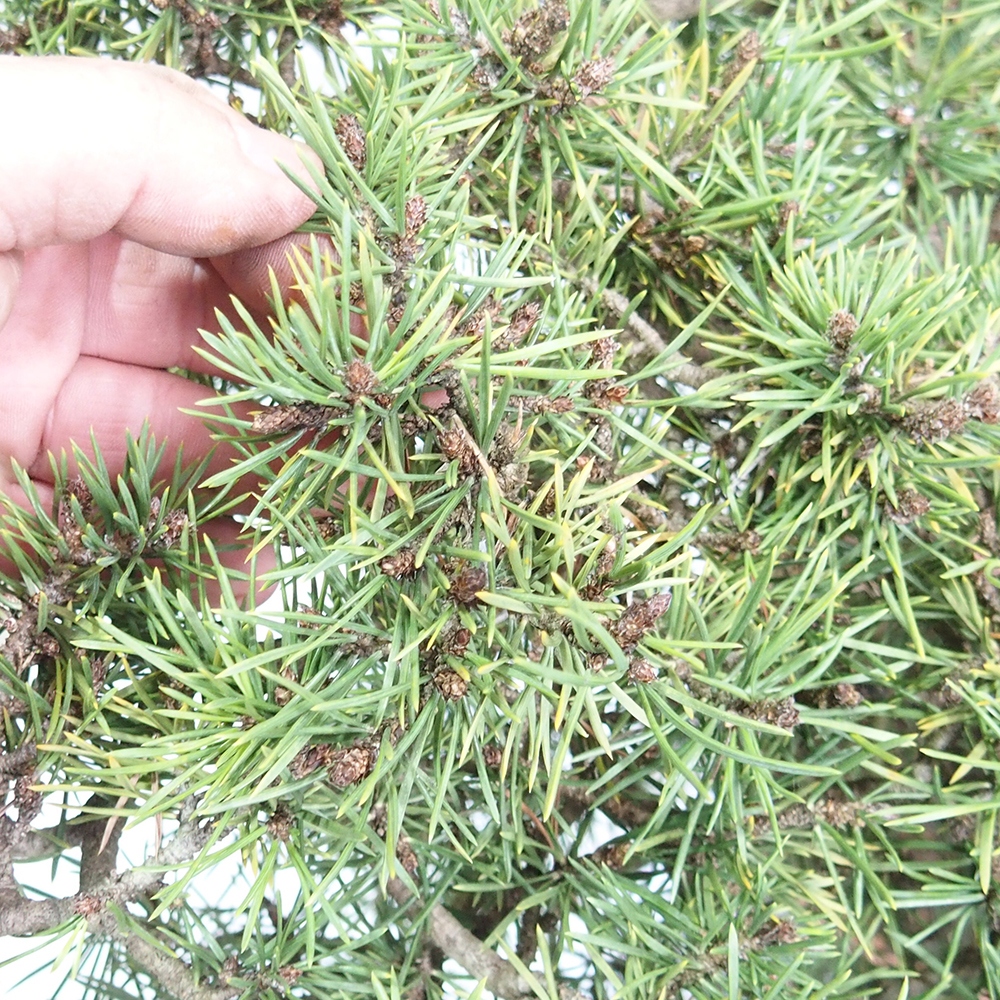 Yamadori - Pinus sylvestris 