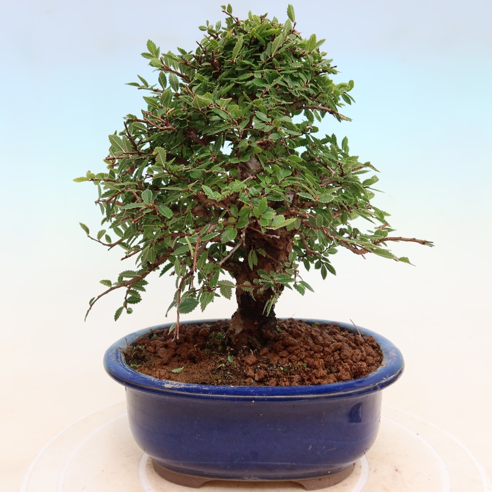 Vonkajšie bonsaje - Zelkova - Zelkova NIRE