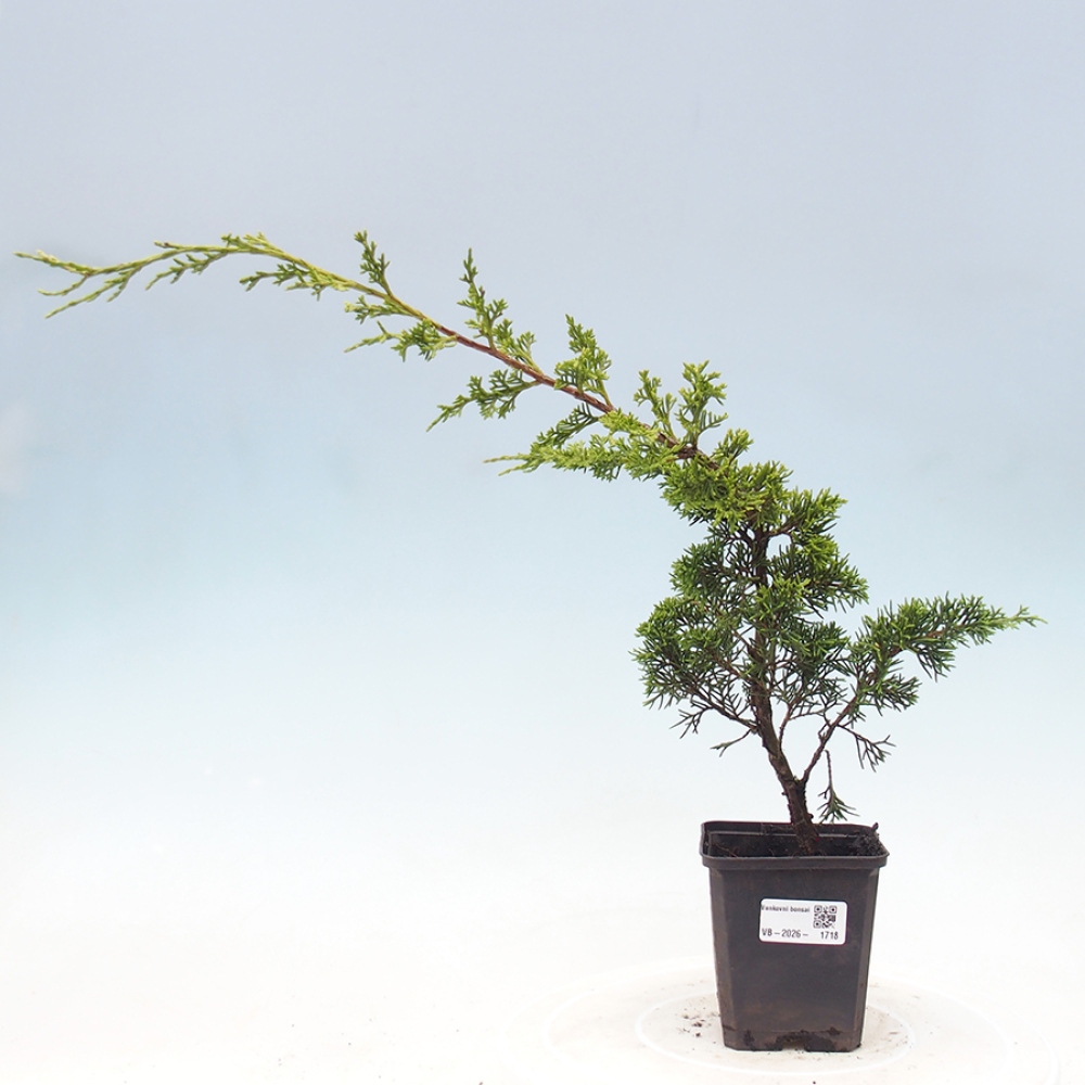 Vonkajší bonsaj - Juniperus chinensis Itoigawa