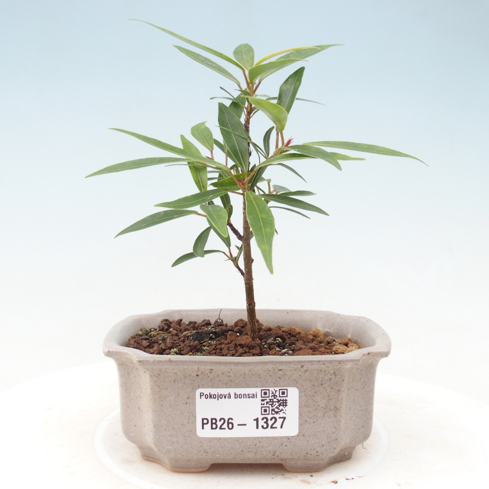 Izbové bonsaje - Ficus nerifolia - fíkus drobnolistý