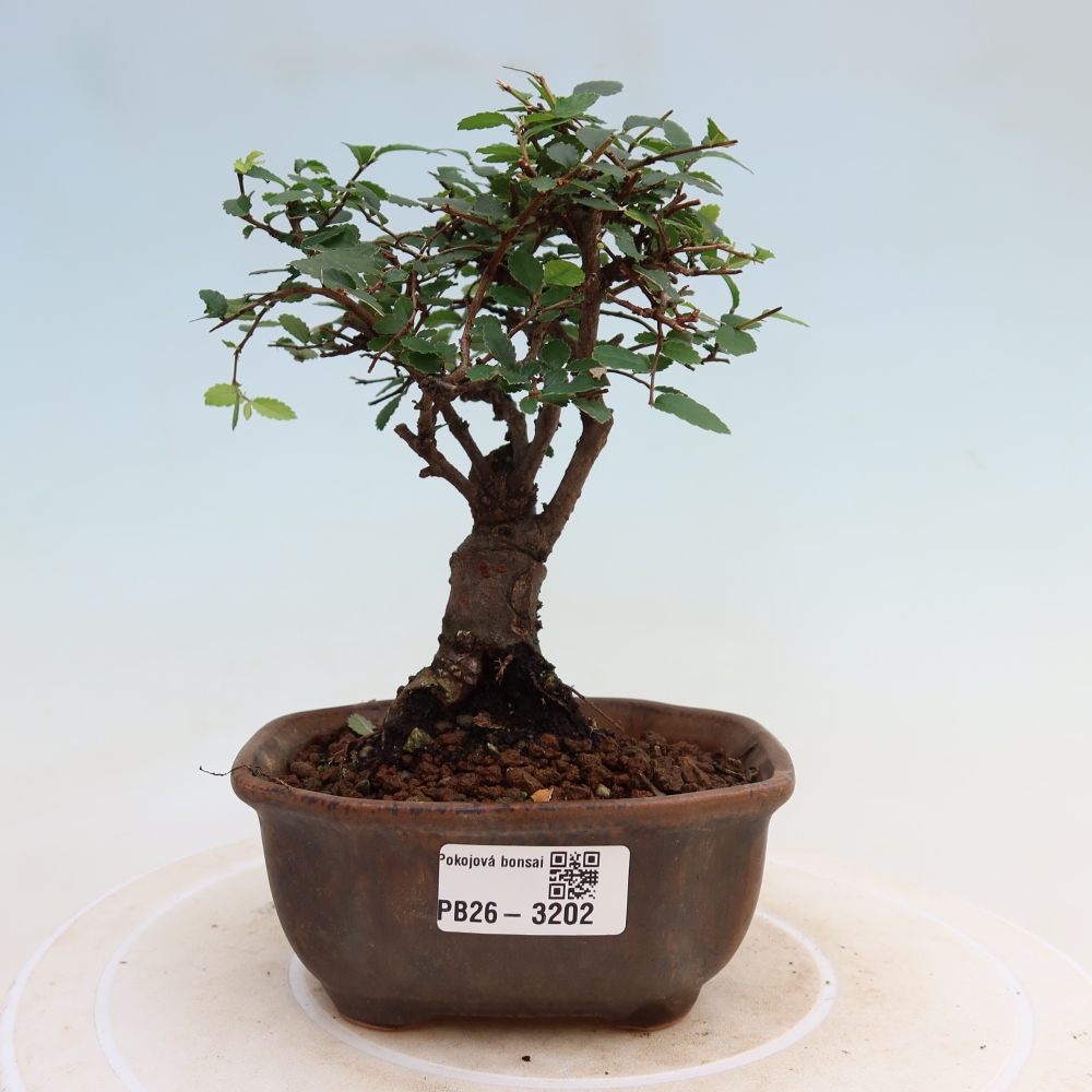 Izbový bonsaj - Ulmus parvifolia - brest malolistý