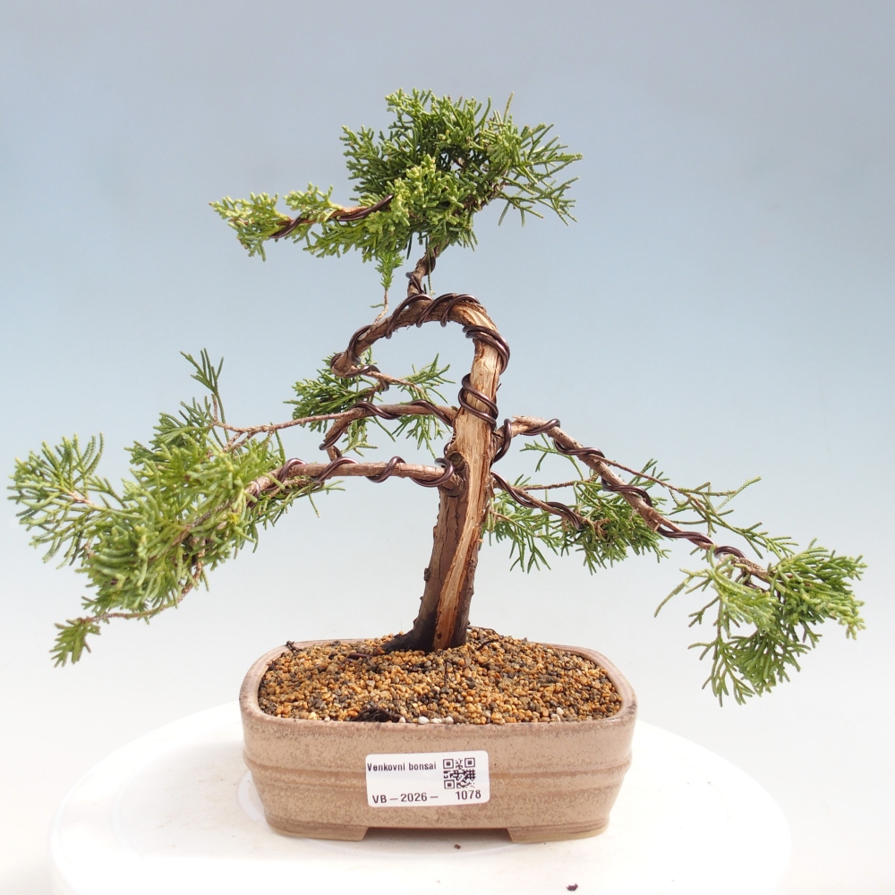 Vonkajší bonsaj - Juniperus chinensis Kishu