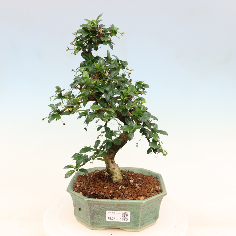 Izbové bonsaje - Carmona macrophylla - Tea fuki