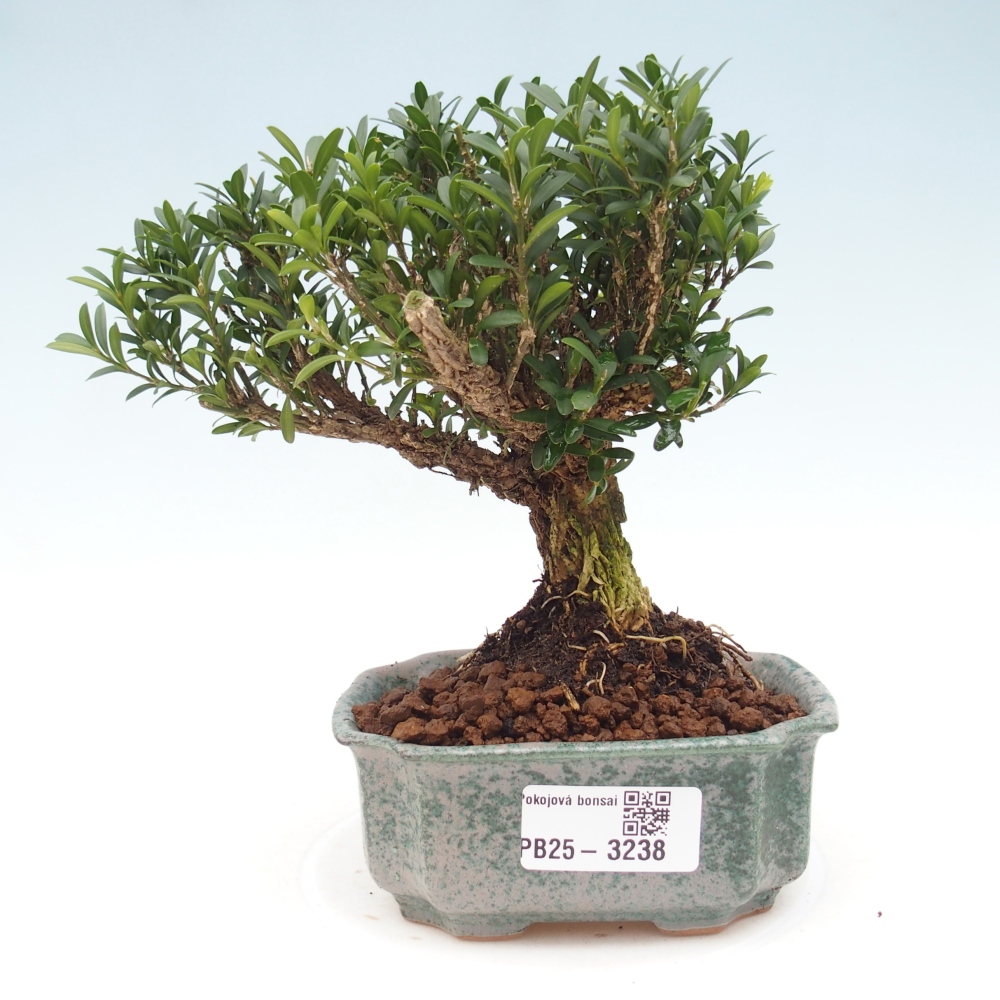 Izbové bonsaje - Buxus harlandii - korkový buxus