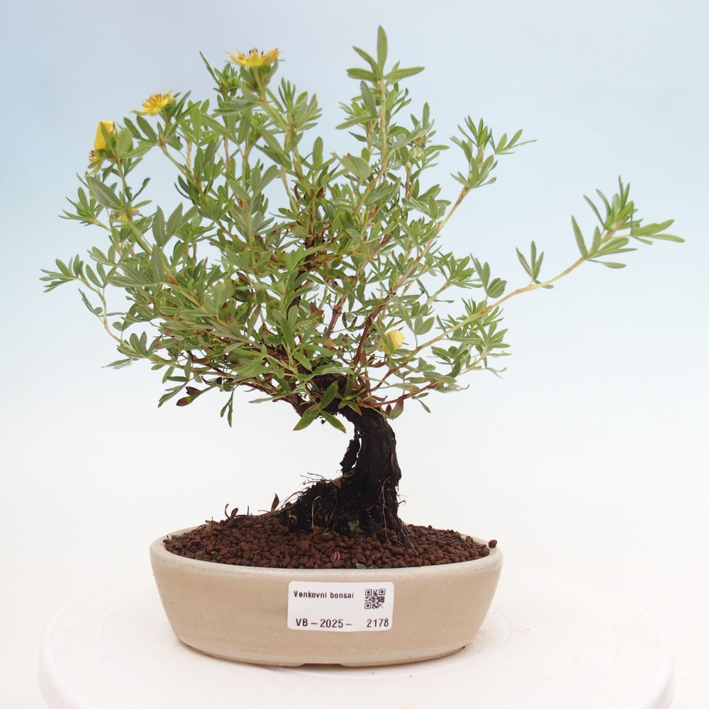 Vonkajšia bonsai-Nátržník krovitá - potentila fruticosa yellow Bird