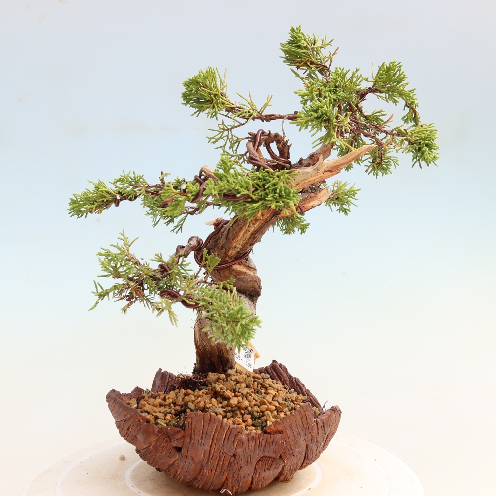 Vonkajší bonsai – Juniperus chinensis Itoigawa – čínsky jalovec