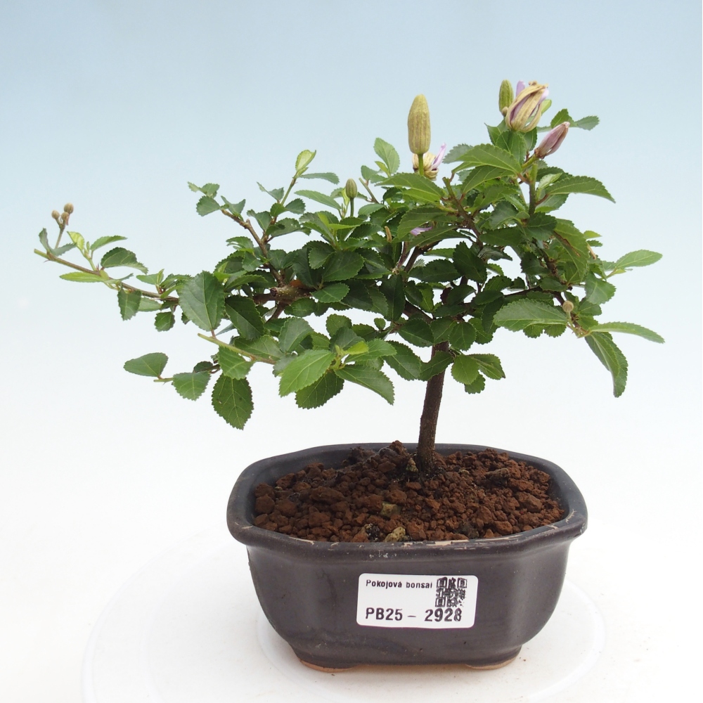 Izbová bonsai - Grewia occidentalis - Hviezdica levanduľová