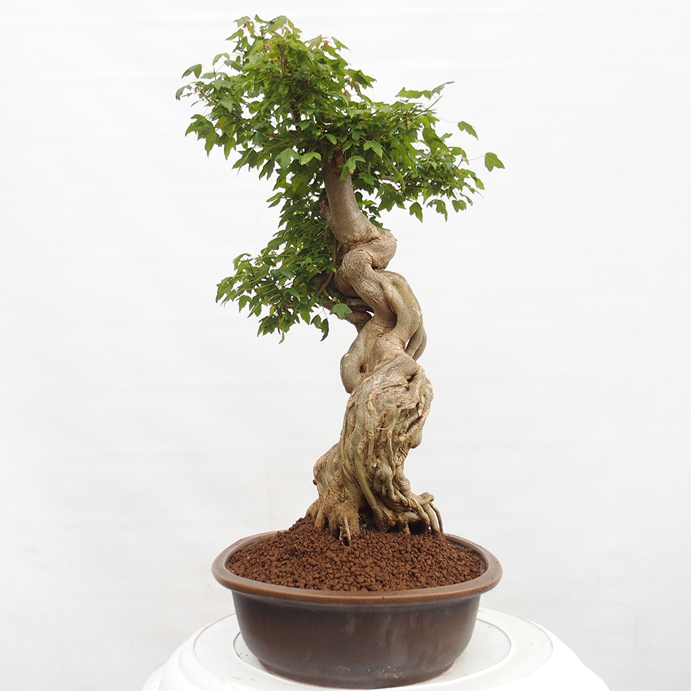 Vonkajšie bonsai - Javor Buergerianum - Javor Burgerův