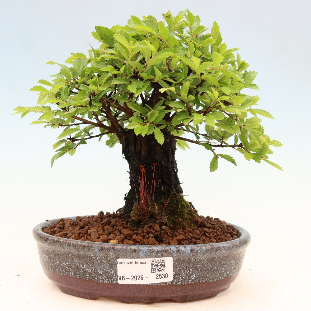 Vonkajšie bonsaje - Zelkova - Zelkova NIRE