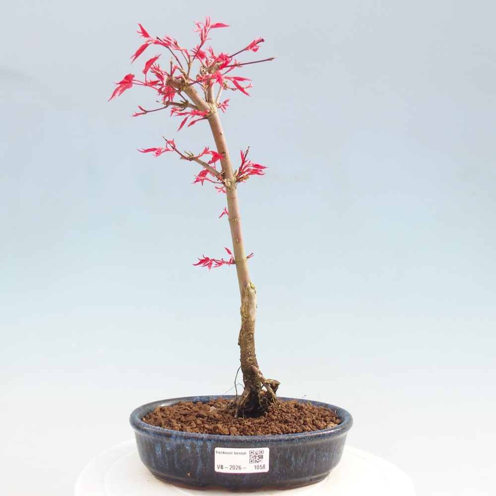 Vonkajší bonsaj - Acer palmatum DESHOJO