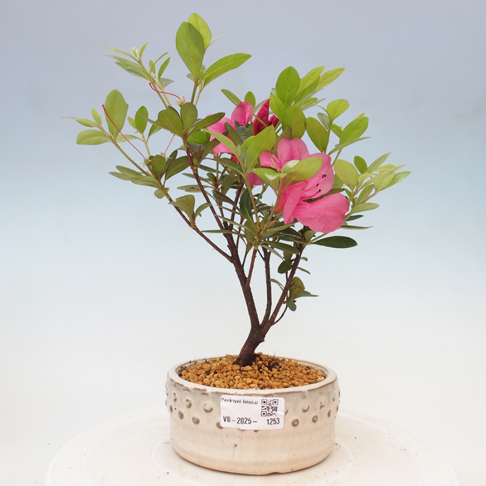Vonkajší bonsai - Japonská azalka - Azalea sp.