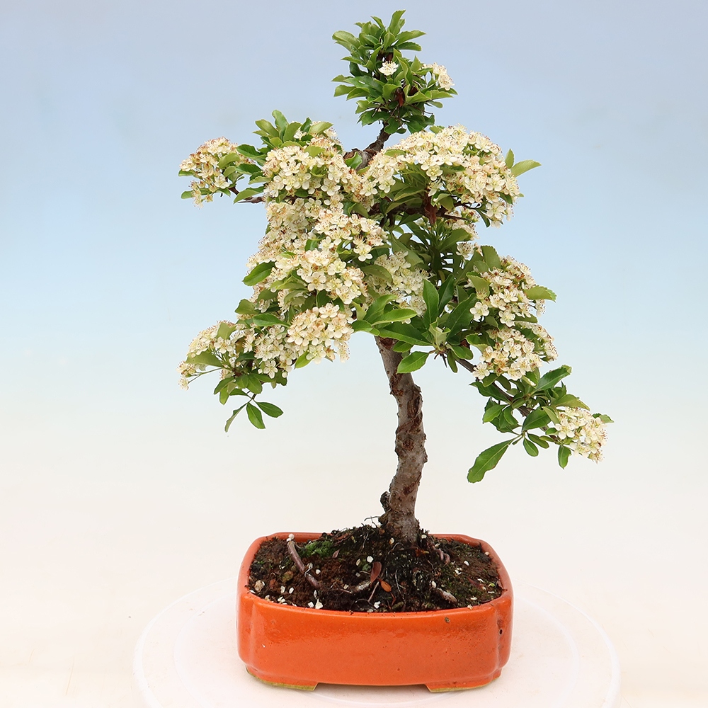 Vonkajší bonsai – Pyracantha teton – hlohovec šarlátový