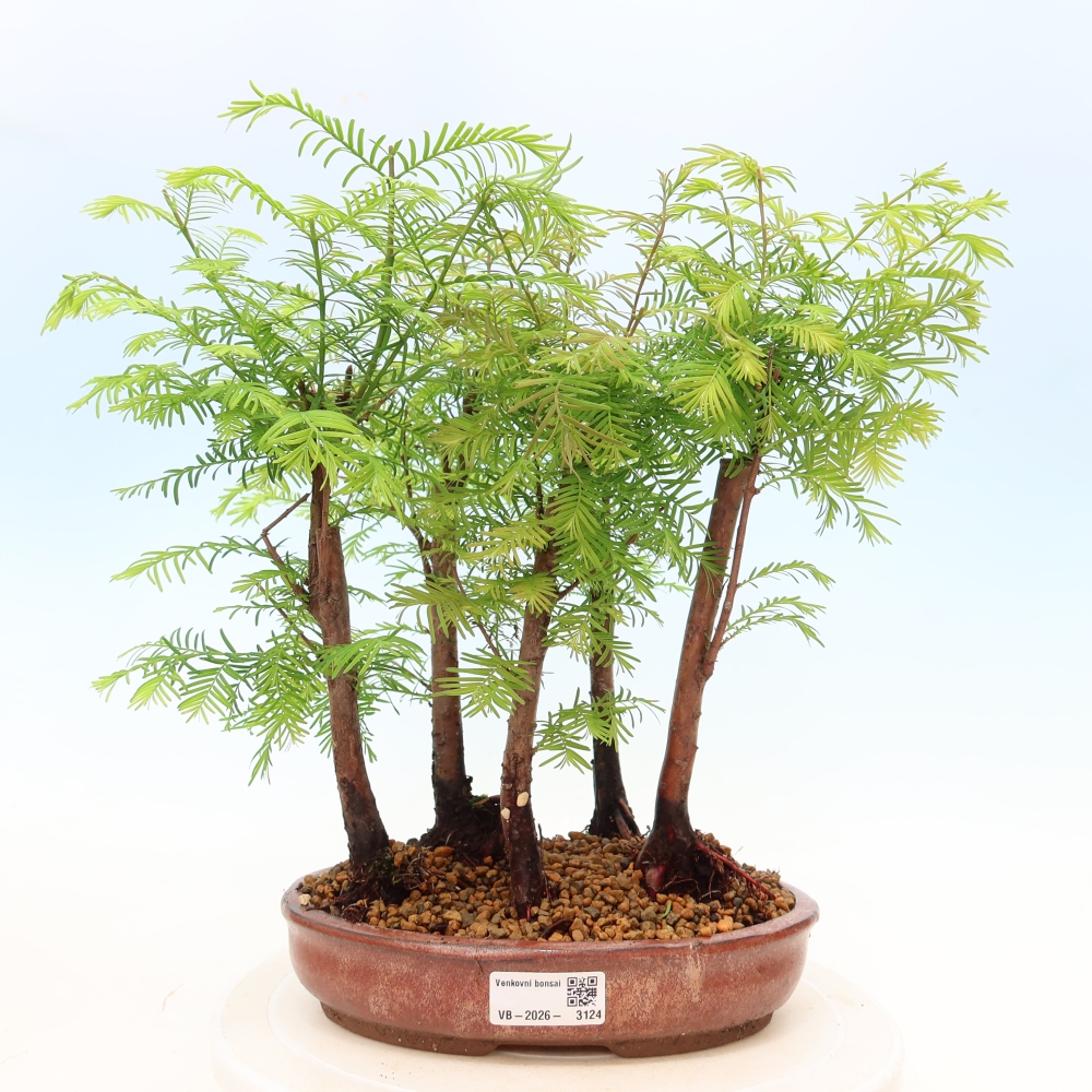 Vonkajší bonsai – Metasequoia glyptostroboides – čínska metasekvoja – hájik