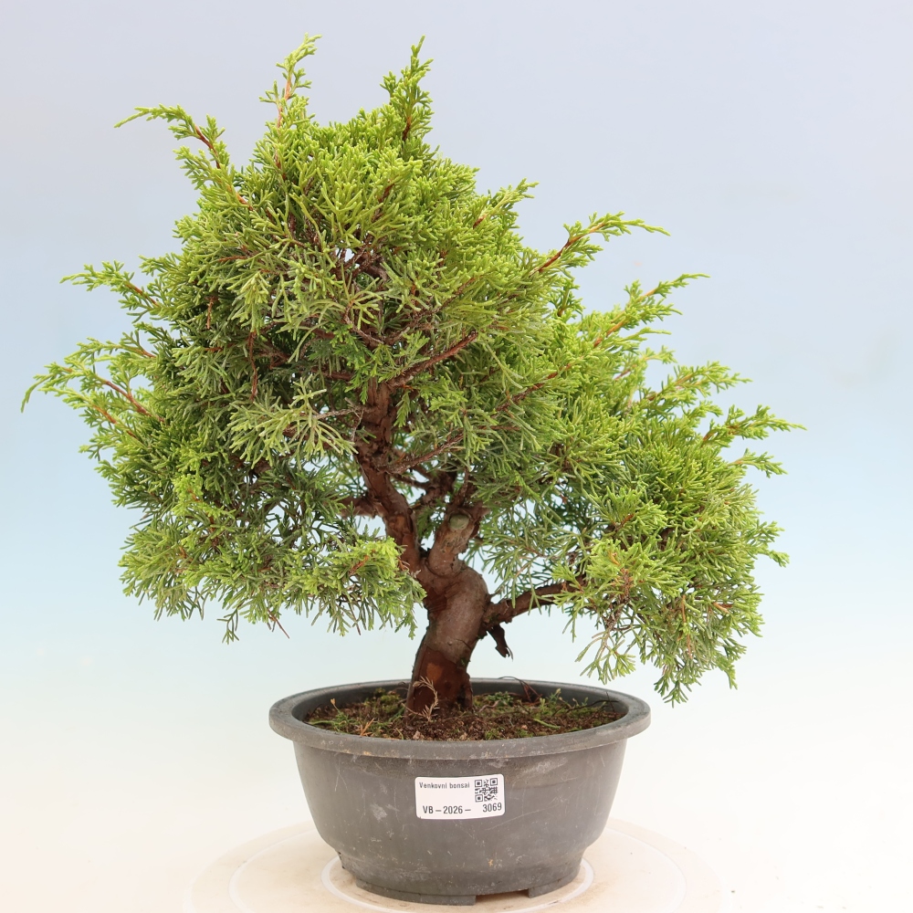 Vonkajší bonsai – Juniperus chinensis Itoigawa – čínsky jalovec
