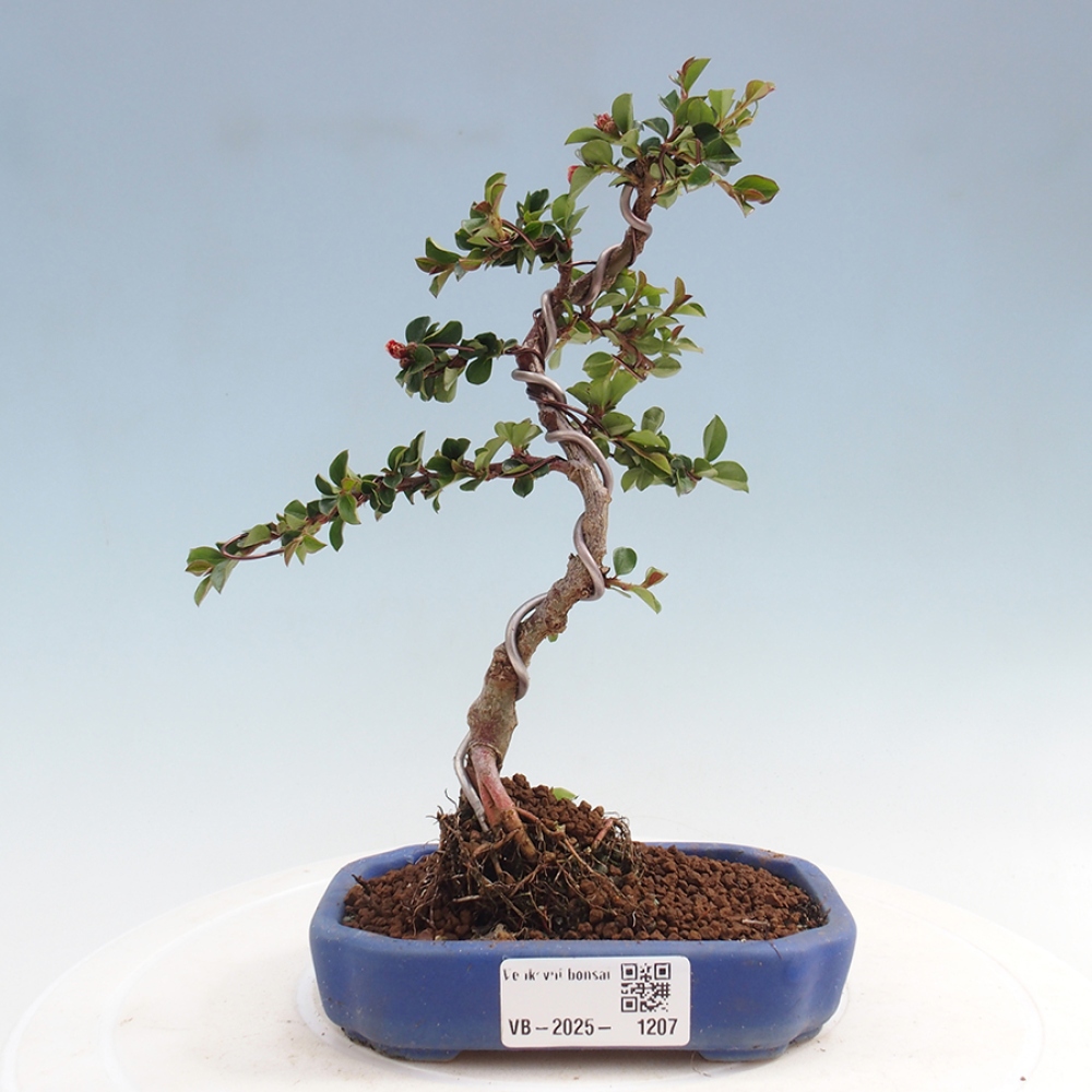 Vonkajší bonsai - Cotoneaster horizontalis - Skalník