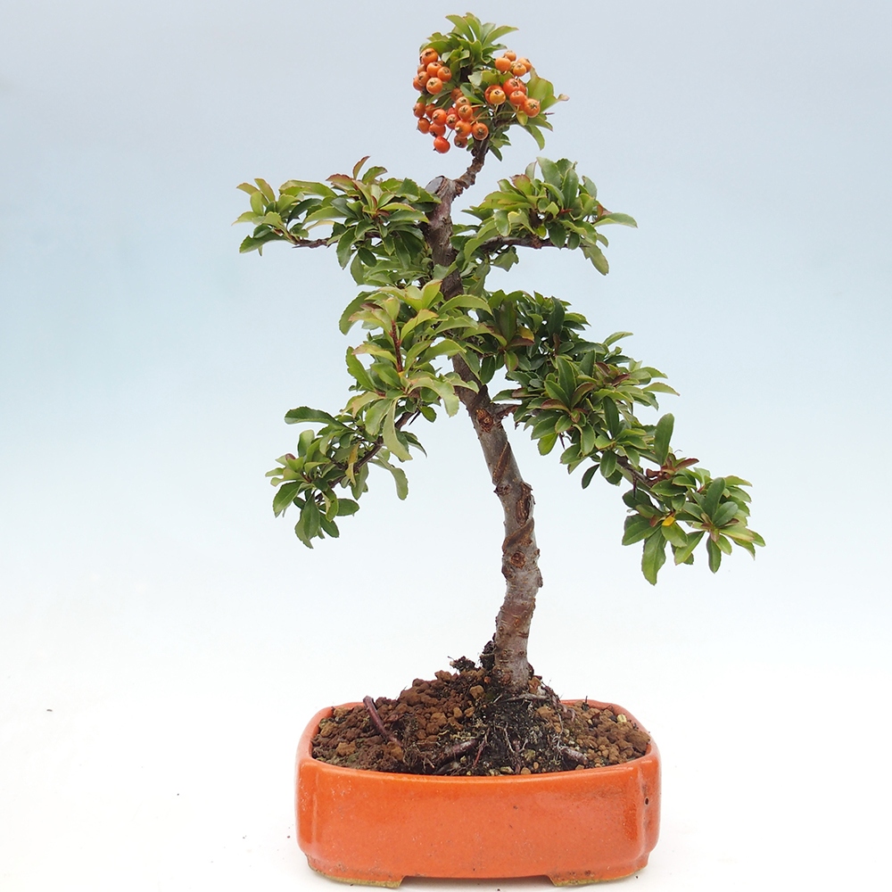Vonkajšie bonsaje-Pyracantha Teton -Hlox