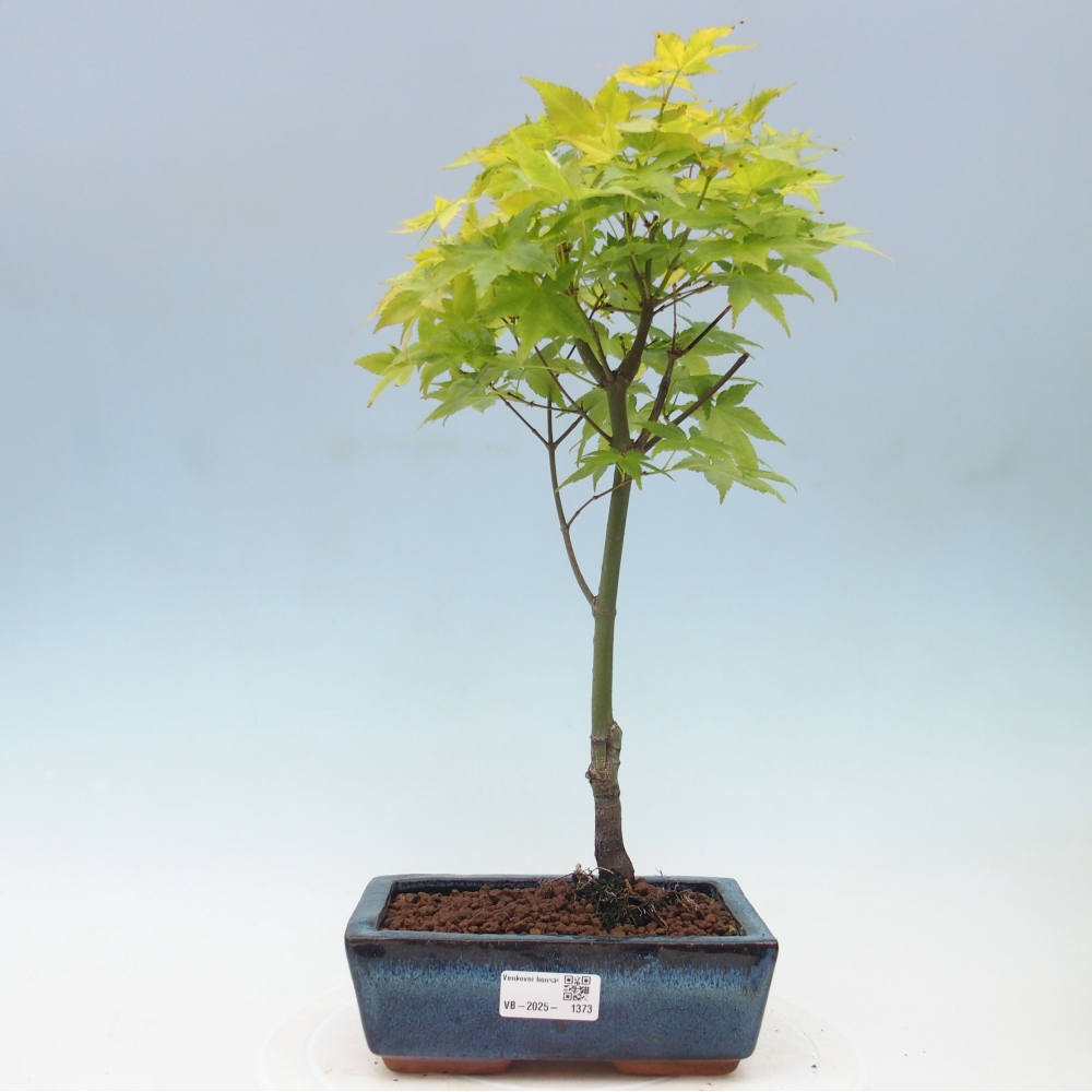 Acer palmatum Aureum - Javor dlanitolistý zlatý