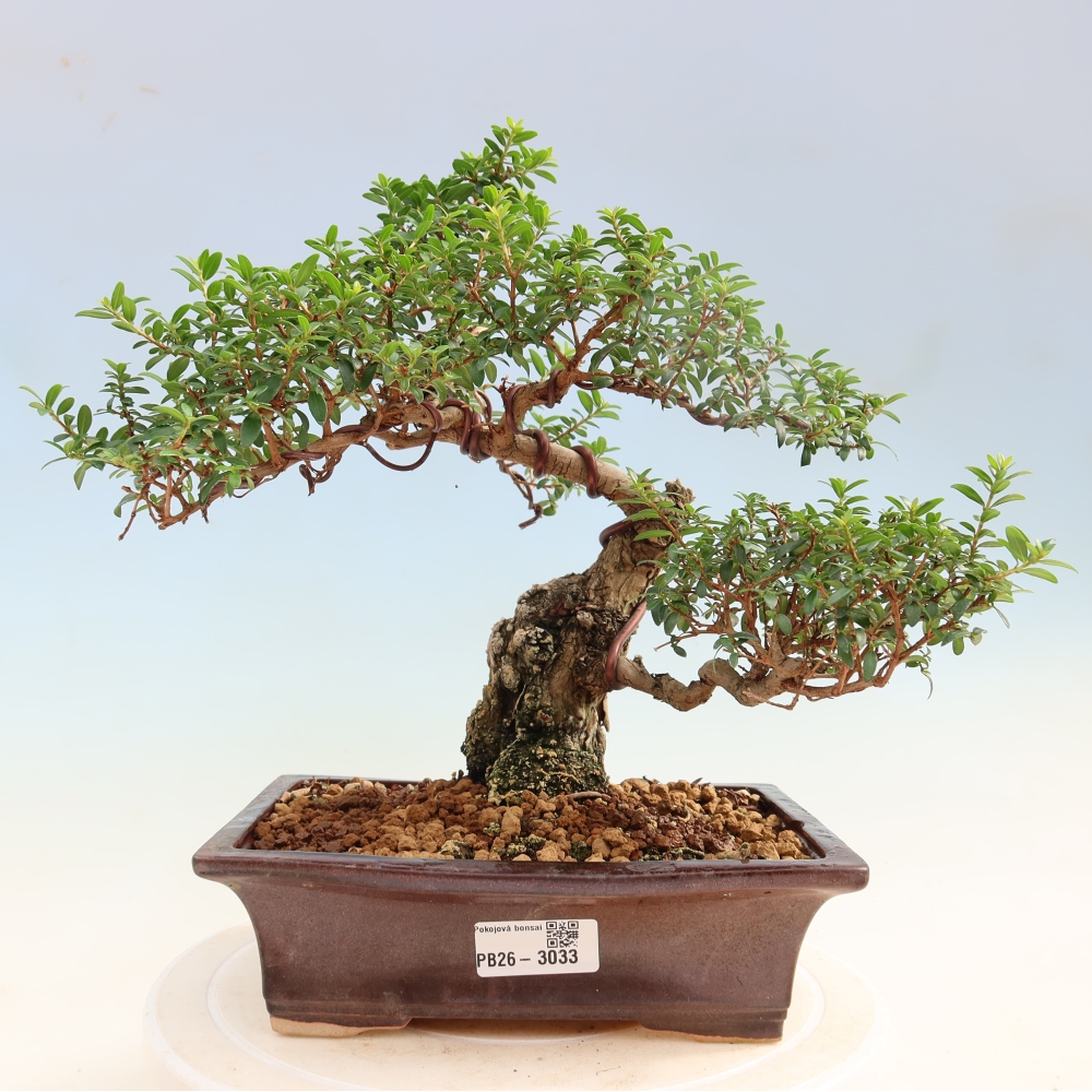 Izba bonsai – Myrtus communis – myrta obyčajná