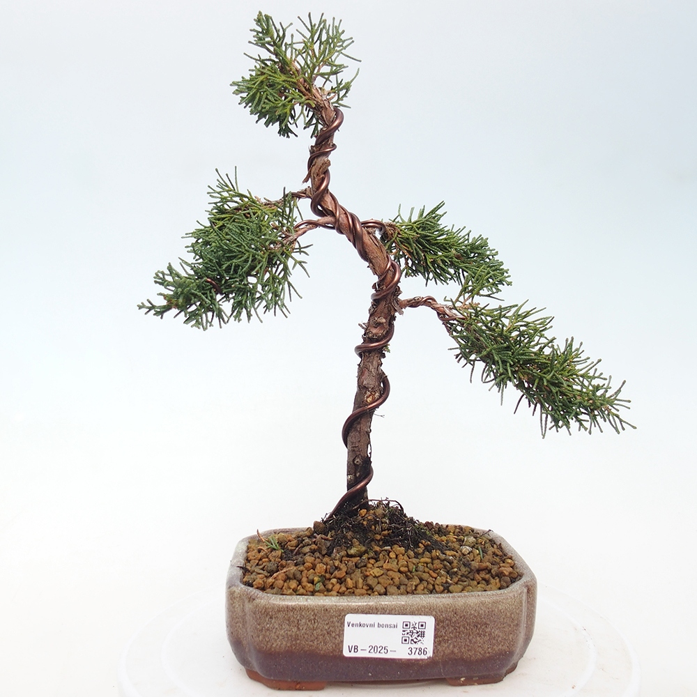 Vonkajší bonsaj - Juniperus chinensis Kishu