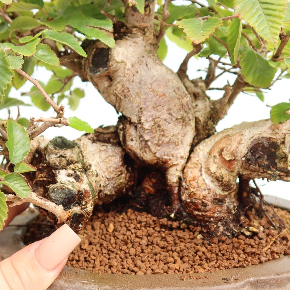 Vonkajšie bonsaje -Carpinus CARPINOIDES - Hrab kórejský