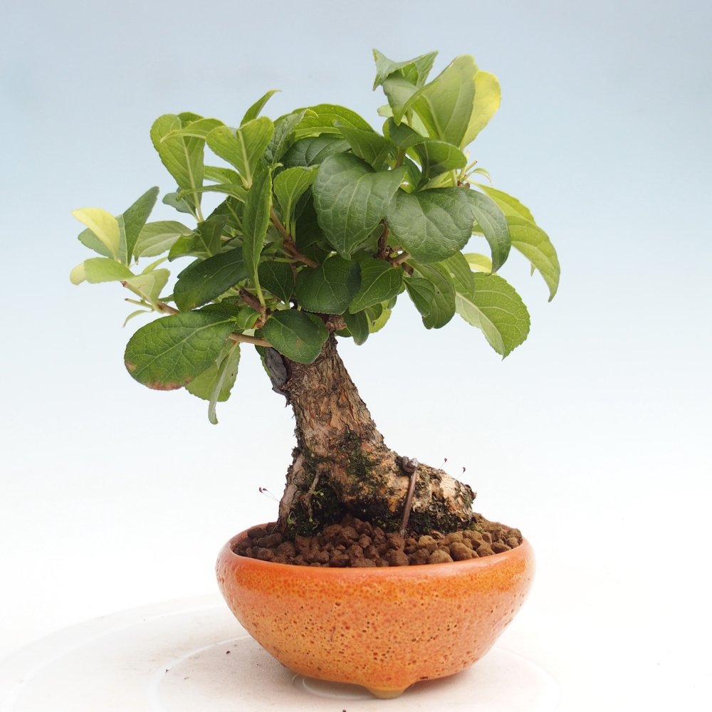 Vonkajšie bonsai - Celastrus Jesenec