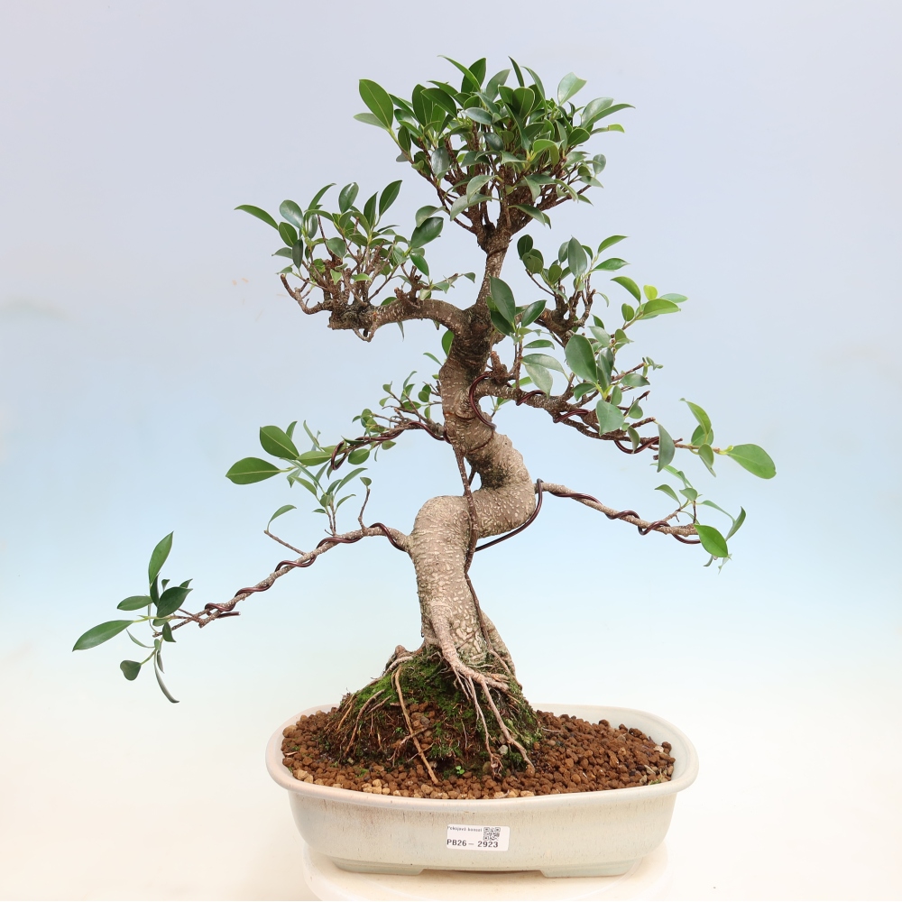 Izbové bonsaje - Ficus kimmen - drobnolistý fikus