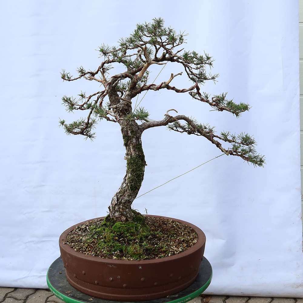 Pinus sylvestris Španielsko – borovica lesná