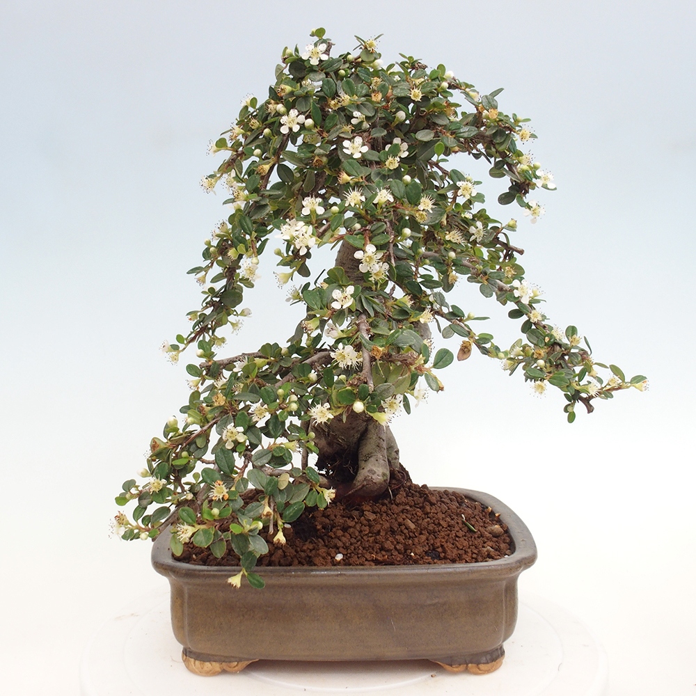 Vonkajší bonsai-Cotoneaster dammeri - Skalník Damerov