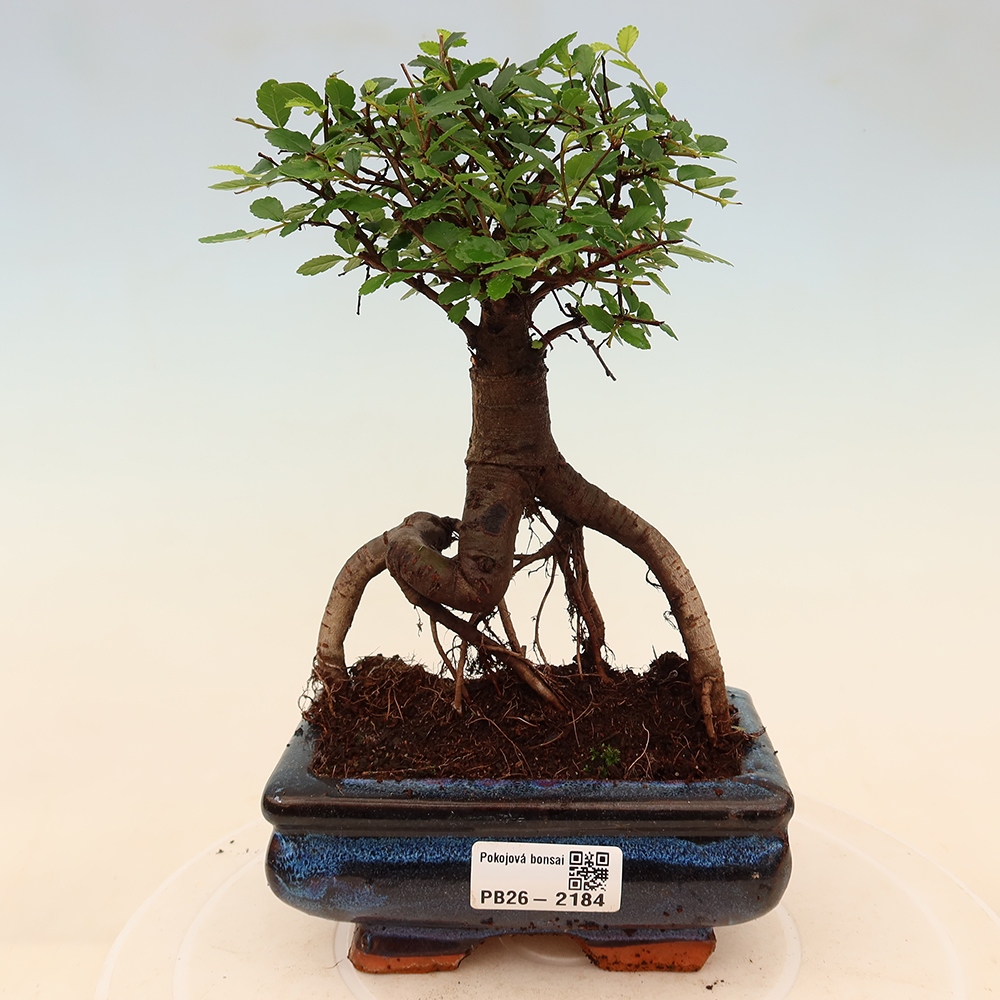 Izbový bonsaj - Ulmus parvifolia - brest malolistý