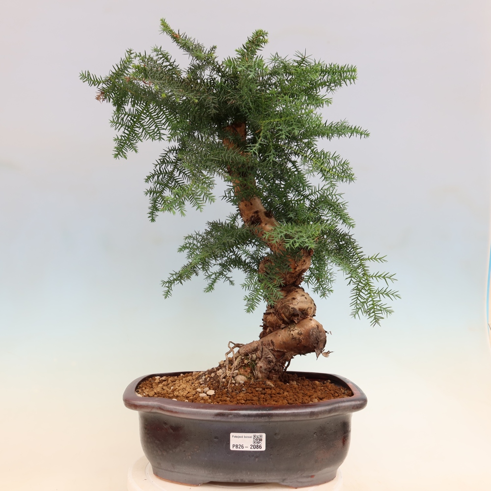 Izba bonsai – Araukária – izba smreček