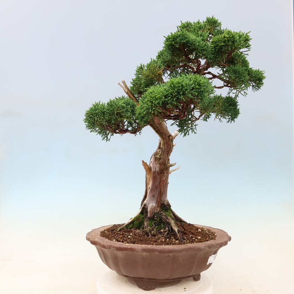 Vonkajší bonsaj - Juniperus chinensis Kishu