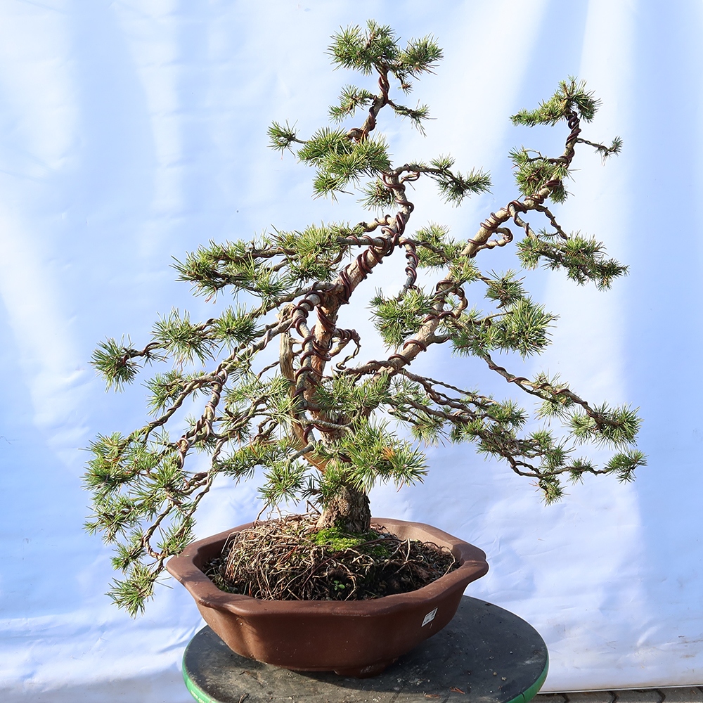 Pinus sylvestris Španielsko – borovica lesná