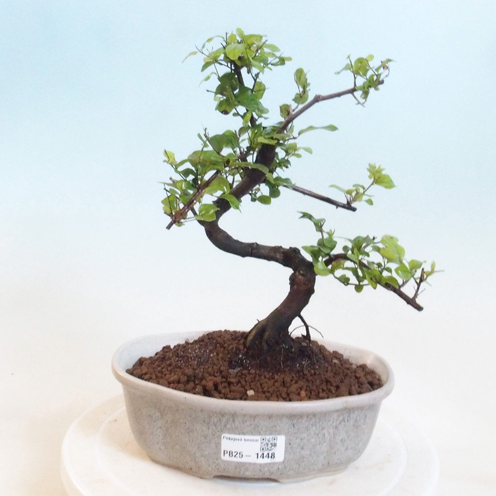 Izbová bonsai - Sagerécia thea - Sagerécia thea