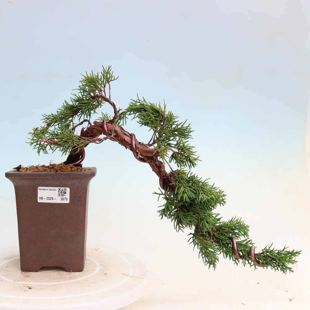 Vonkajší bonsaj - Juniperus chinensis Kishu