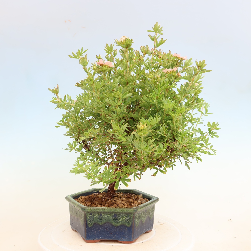 Vonkajší bonsai – Potentila fruticosa – Potentila fruticosa Bellissima