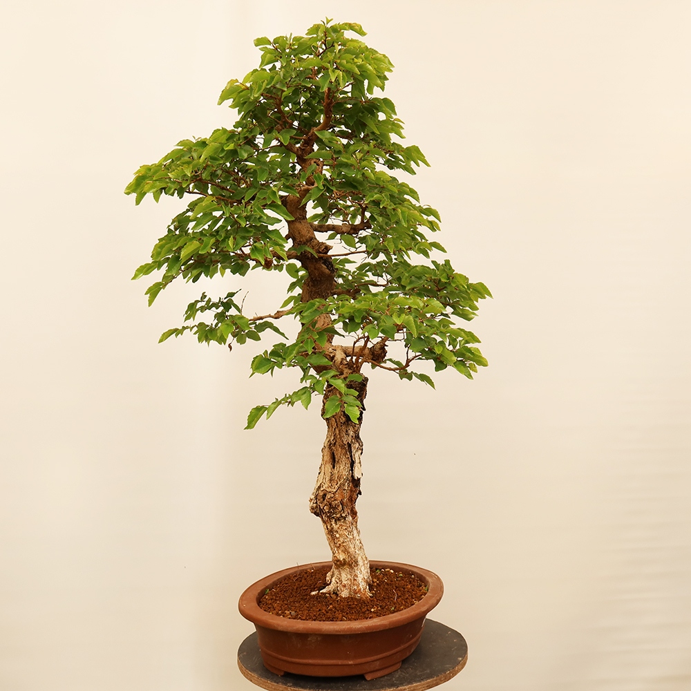 Vonkajší bonsai -Carpinus Coreana - Hrab kórejský