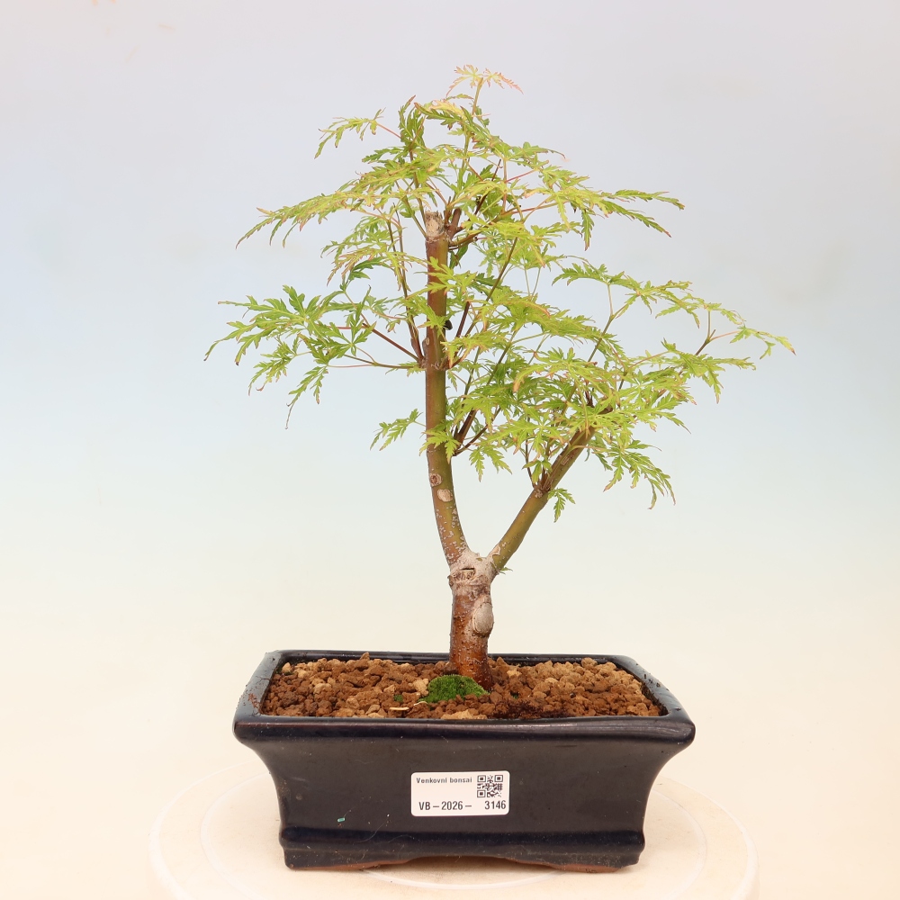 Vonkajší bonsai – Acer palmatum Dissectum – javor dlaňolistý 