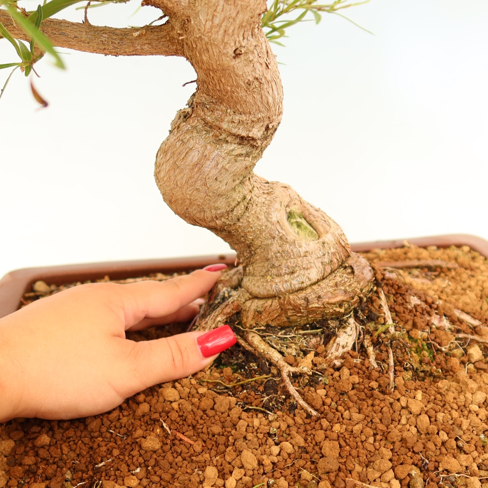 Izbové bonsaje - Ficus nerifolia - fíkus drobnolistý