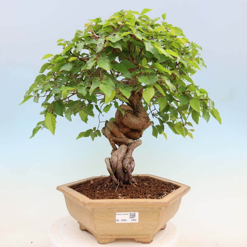Vonkajší bonsaj -Carpinus coreana - Hrab kórejský