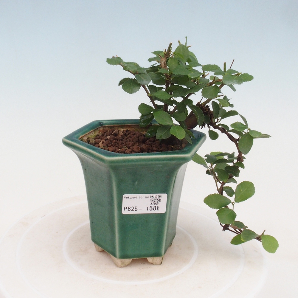 Izbová bonsai - Grewia occidentalis - Hviezdica levanduľová