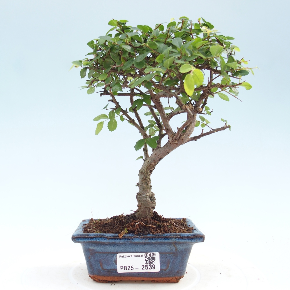 Izbová bonsai - Ulmus parvifolia - Malolistý jilm