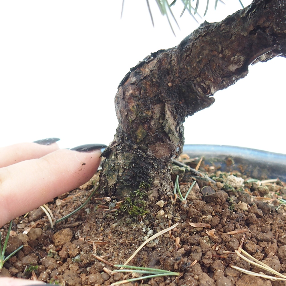 Vonkajšie bonsai - Pinus parviflora - Borovica drobnokvetá