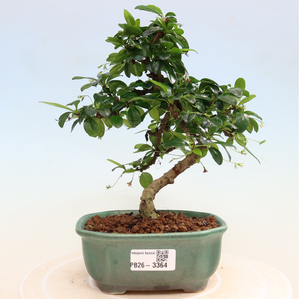 Izbové bonsaje - Carmona macrophylla - Tea fuki