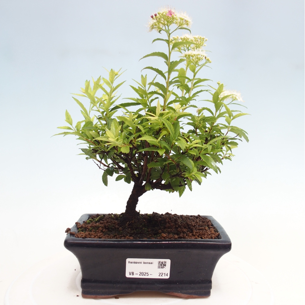 Vonkajší bonsai -malolistý tavoľník - Spirea japonica GENPSI