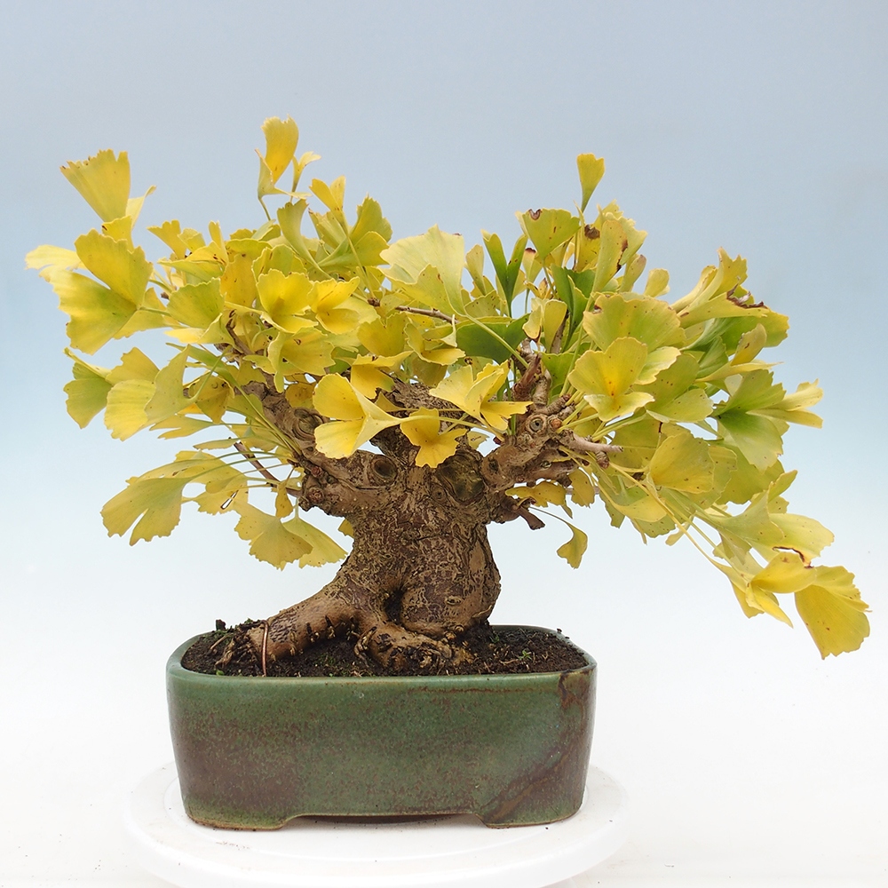 Vonkajšie bonsai - Ginko dvojlaločné - Ginkgo biloba