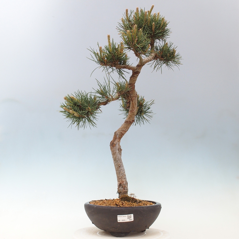 Vonkajšie bonsai - Pinus Sylvestris - Borovica lesná