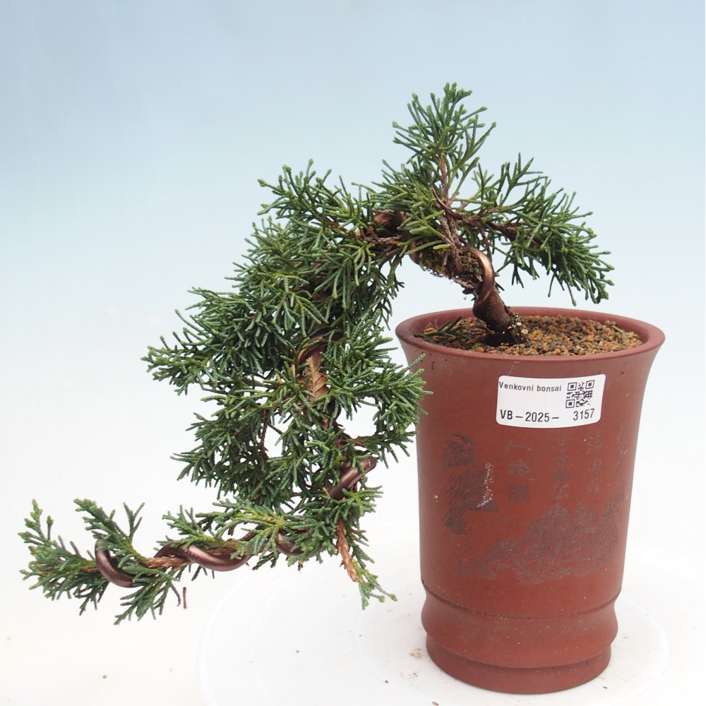 Vonkajší bonsai - Juniperus chinensis Kishu -Jalovec čínsky